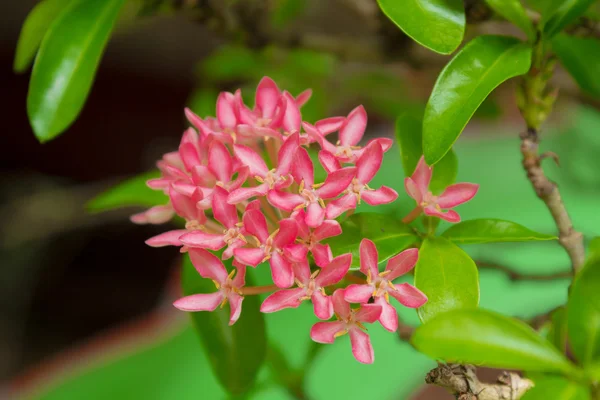 Pink Ixora chinensis are holds a beautiful bouquet — Stock Photo, Image