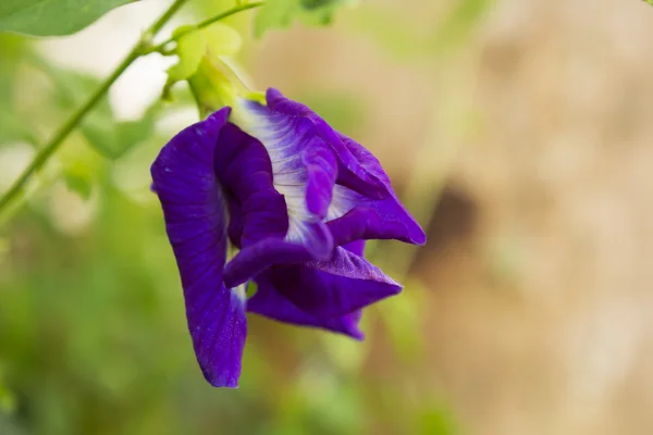 Butterfly pea flower Pea flowers and selective focus — Stock Photo, Image
