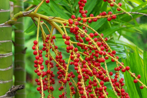 Rode betel noten op een palmboom — Stockfoto