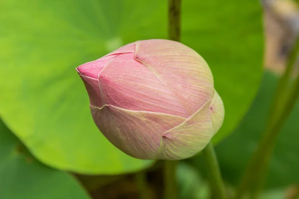 Rosa Lotusknospen auf dem Hintergrund des Lotusblattes — Stockfoto