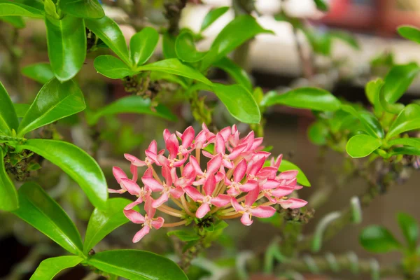 Pink Ixora chinensis are holds a beautiful bouquet — Stock Photo, Image