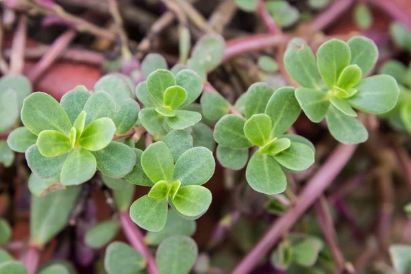 Purslane común, Verdolaga, Pigweed —  Fotos de Stock