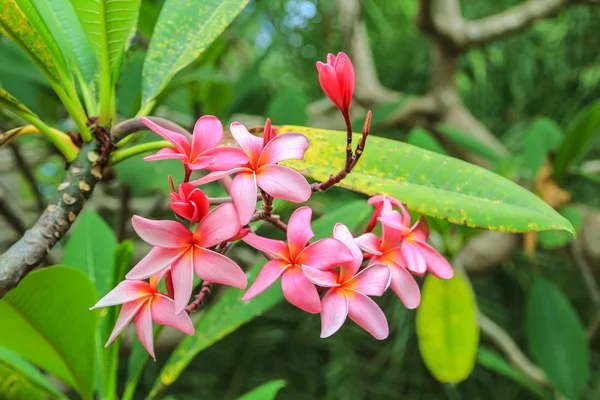 Różowy frangipani w ogrodzie — Zdjęcie stockowe