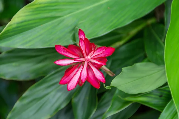 Flor roja de galanga —  Fotos de Stock