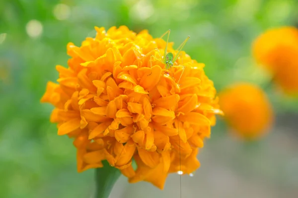 Marigold çiçek yumuşak güneş ışığı ile — Stok fotoğraf
