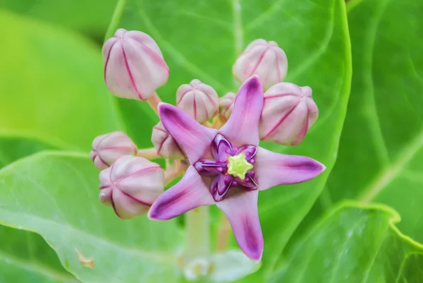 Flor da coroa rosa estão florescendo na folha verde — Fotografia de Stock