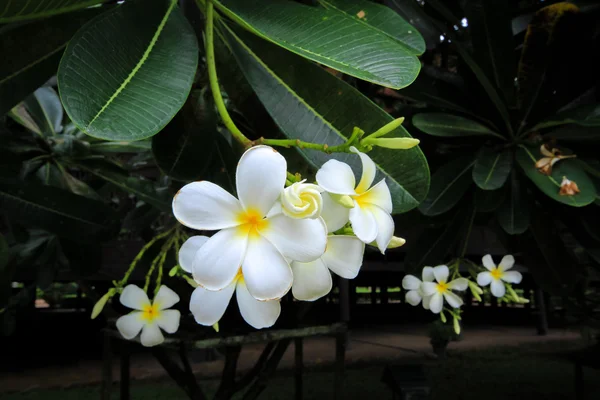 庭のプルメリアの花 — ストック写真