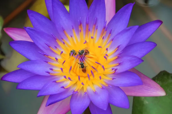 Les abeilles dans le lotus — Photo