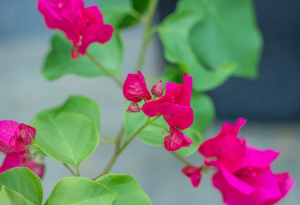 Pobočka růžová tropické popínavé květiny — Stock fotografie