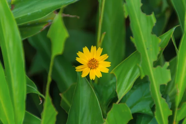 Маленька жовта квітка зірки — стокове фото