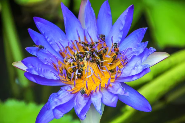 로터스에 꿀벌 — 스톡 사진
