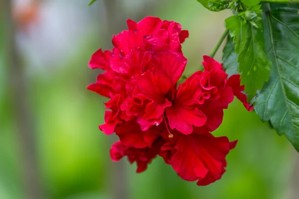 Eine rote Hibiskusblüte — Stockfoto