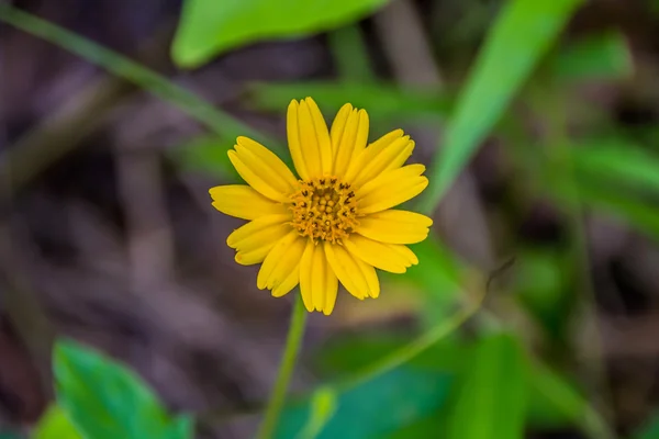 Žlutý květ, léčivá rostlina běžně vyskytují na ulicích — Stock fotografie