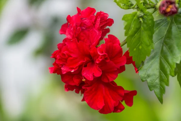 Uma flor de hibisco vermelho — Fotografia de Stock