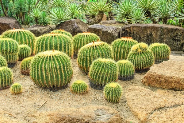 Cactus ,plants, desert plants,nature.