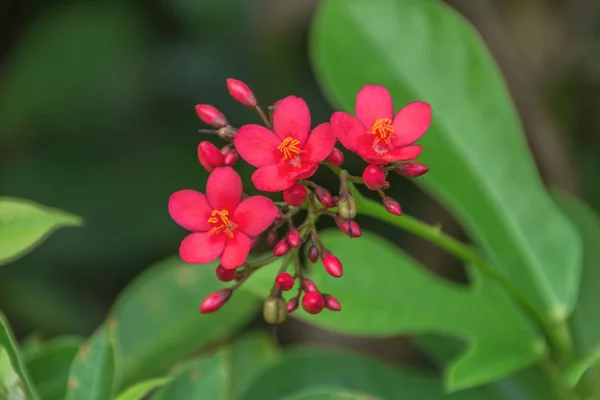 Peregrina, yeşil yaprak üzerinde baharatlı jatropha — Stok fotoğraf