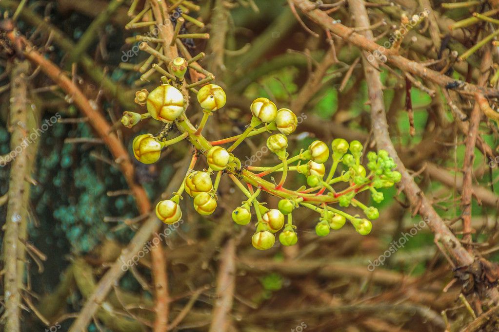 Canhao Bola Flor Em Uma Arvore Stock Photo C Thanthip Ying Hotmail Com 125738332