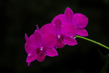 siyah arkaplanda mor orkide çiçeği
