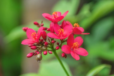 Peregrina, yeşil yaprak üzerinde baharatlı jatropha