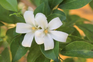 bahçede portakal Yasemin (Murraya paniculata)