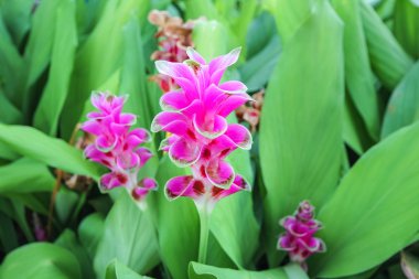 Siam Lale çiçek yeşil yaprak