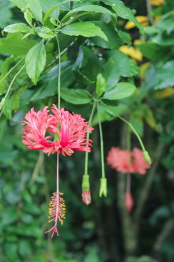 Kırmızı hibiscus çiçek ya da Çin gül