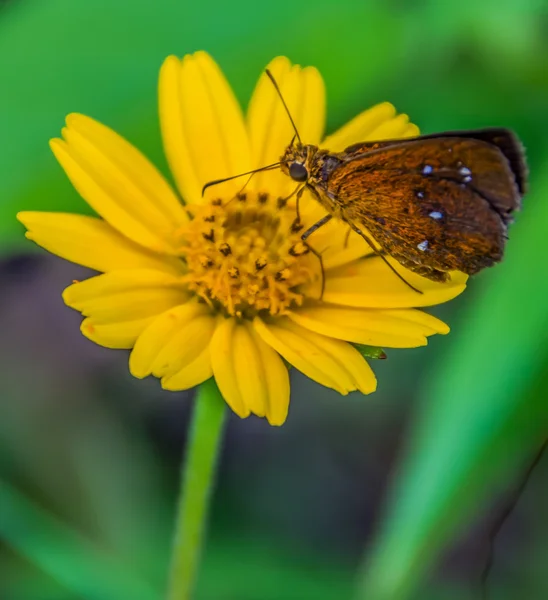 Wedelia escalada com borboleta — Fotografia de Stock