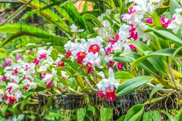 Pobočka růžové orchideje na černém pozadí — Stock fotografie