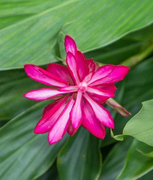Flor vermelha de galanga — Fotografia de Stock