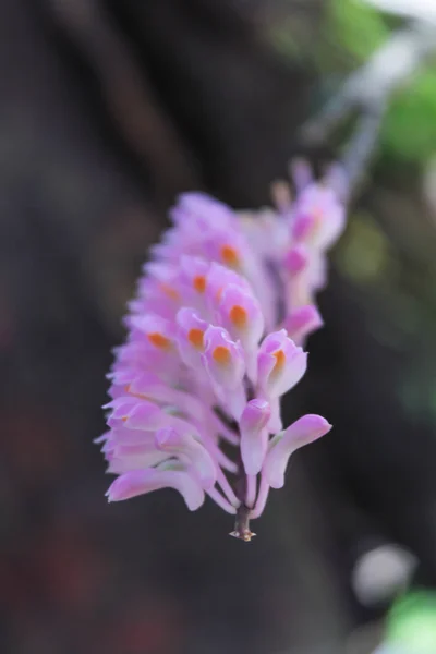 Branch of pink orchids on a black background — Stock Photo, Image