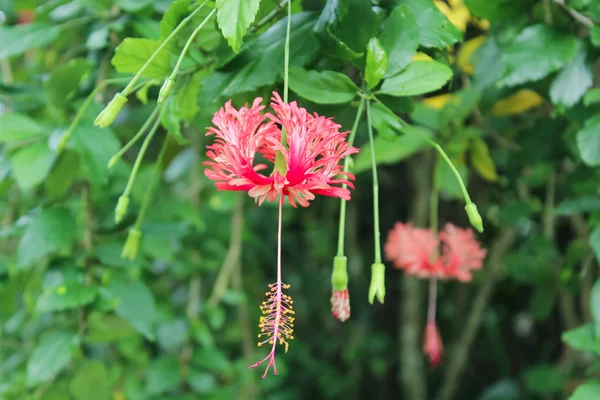 Red hibiscus flower or Chinese rose — Stock Photo, Image