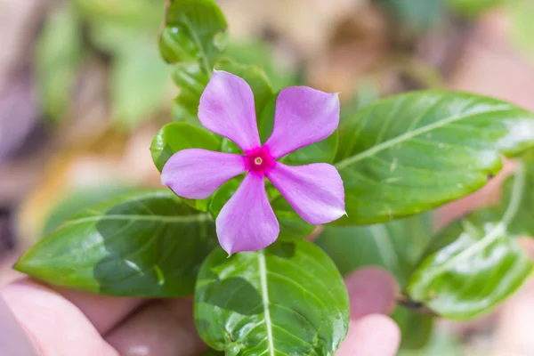 Flor rosa en el jardín, periwinkle indio occidental, periwinkle de Madagascar —  Fotos de Stock