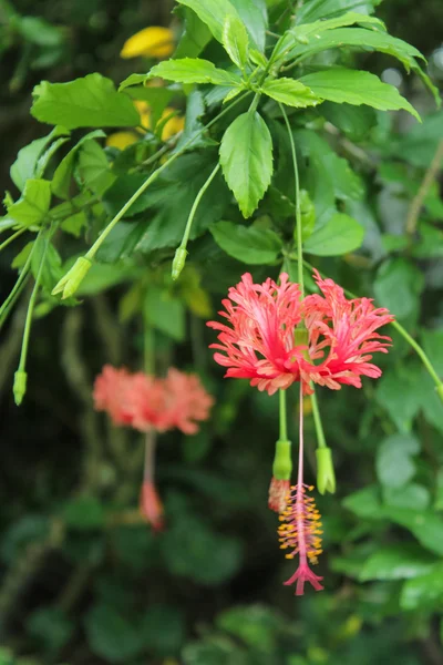 Kırmızı hibiscus çiçek ya da Çin gül — Stok fotoğraf