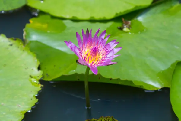 Fleur de lotus avec feuille verte — Photo