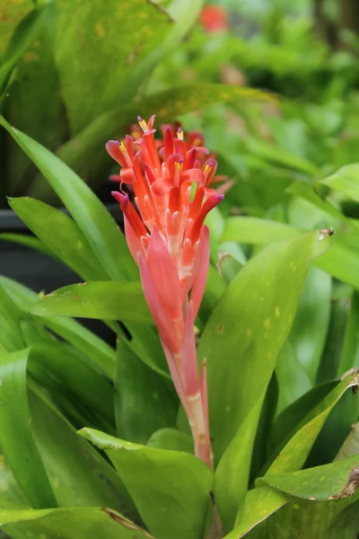 Galanga의 붉은 꽃 — 스톡 사진