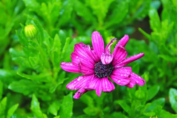 Crisantemo rosa en el jardín — Foto de Stock