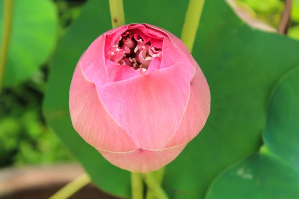 Fiore di loto con foglia verde — Foto Stock