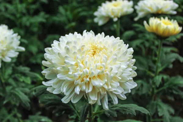 Белый хризантема цветок в саду — стоковое фото