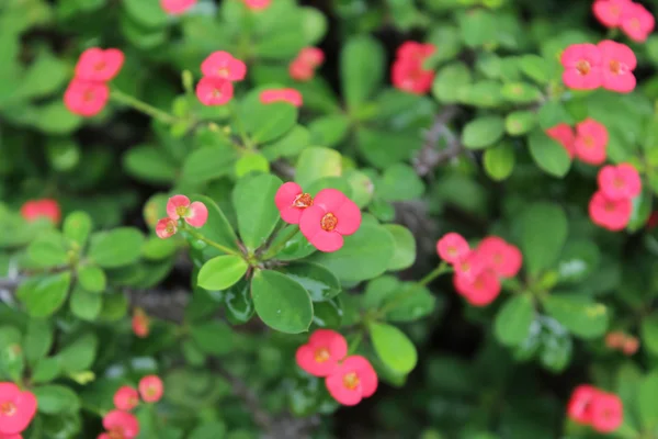 Rosa Euforbia Milii flor florescendo no jardim — Fotografia de Stock