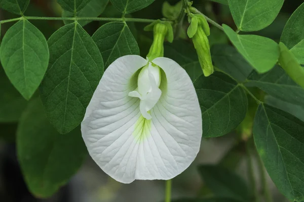 Beyaz kelebek bezelye yeşil yaprak — Stok fotoğraf