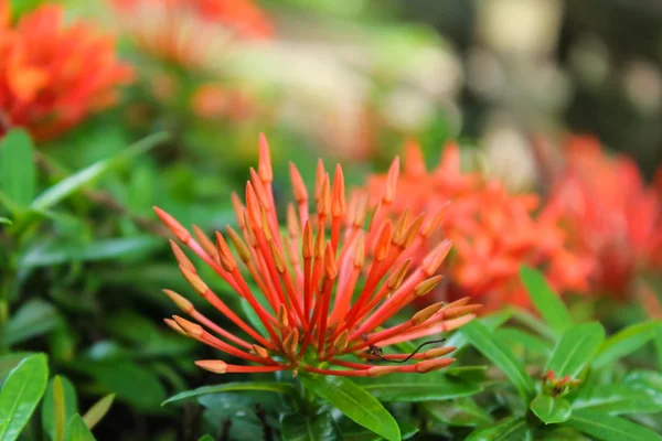 Red spike flower.King Ixora blooming (Ixora chinensis) — Stock Photo, Image