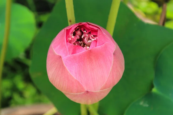 Flor de lótus com folha verde — Fotografia de Stock