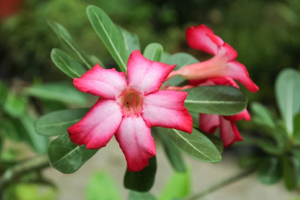 Impala Lily, Desert Rose, Mock Azalea, Pinkbignonia, Adenium — Stock Photo, Image