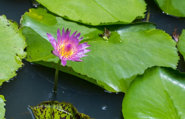 Fleur de lotus avec feuille verte — Photo