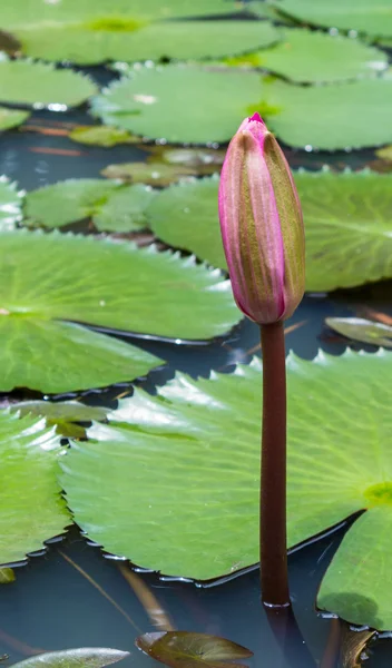 Lotusblume mit grünem Blatt — Stockfoto