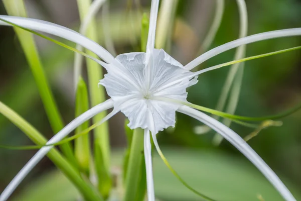 Гарний білий павук лілії, цвітіння — стокове фото