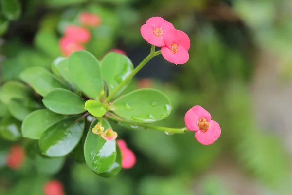 Pink Euphorbia Milii flower blooming in the garden — Stock Photo, Image