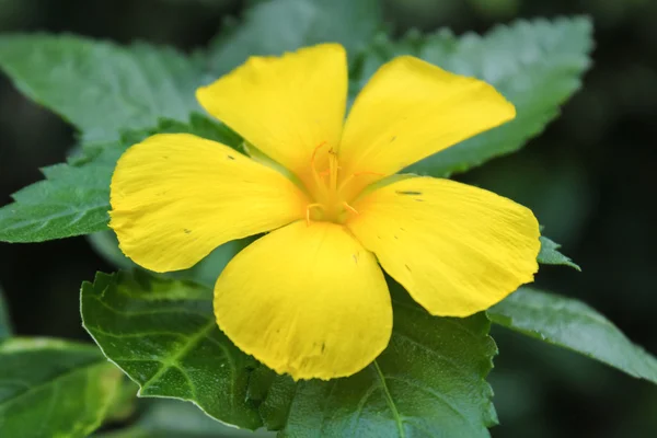 Yeşil yaprak sarı çiçek — Stok fotoğraf