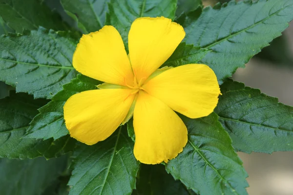 Yeşil yaprak sarı çiçek — Stok fotoğraf