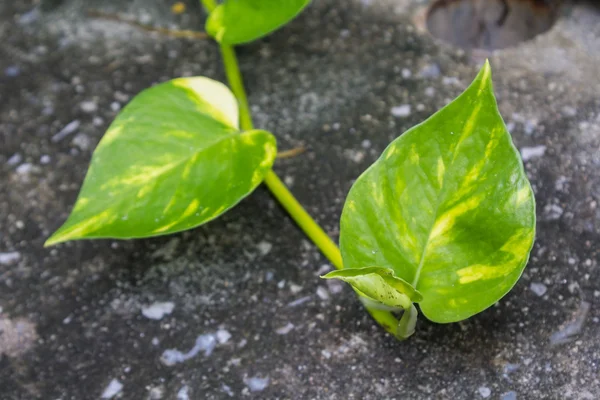 황금 pothos, 관 상용 식물 — 스톡 사진